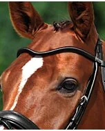 Passier Frontriem Rondgenaaid Gebogen