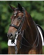 Passier Stang en Trens Hoofdstel Boston