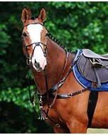 Passier Auriga Voortuig