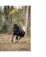 Amigo Bravo-12 Turnout Plus Heavy 400 gram