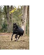 Amigo Bravo-12 Turnout Plus Heavy 400 gram