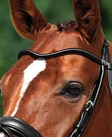 Passier Frontriem Rondgenaaid Gebogen