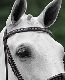 Passier Frontriem met Strass Staafjes 