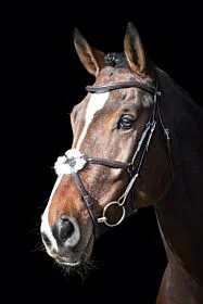 Schockemöhle Hoofdstel Auckland