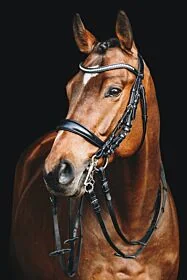 Schockemöhle Stang en Trens Hoofdstel Equitus Gamma