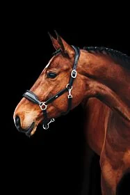 Schockemöhle Leren Halster Fremont