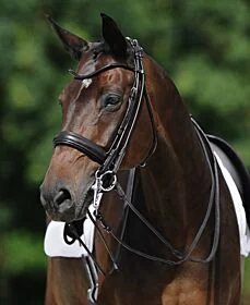 Passier Stang en Trens Hoofdstel Boston