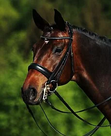 Passier Stang en Trens Hoofdstel Hubertus Schmidt