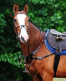 Passier Auriga Voortuig