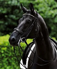 Passier Stang en Trens Hoofdstel Icarus