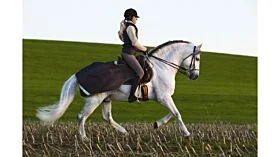 Amigo Competition Sheet