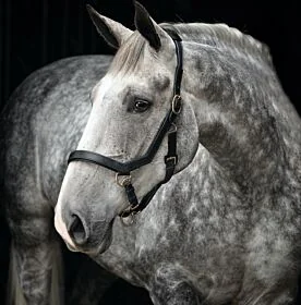 Rambo Micklem Halster