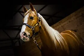 Amigo Padded Leren Halster Bruin