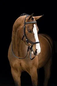 Rambo® Micklem® Diamante Competition Bridle