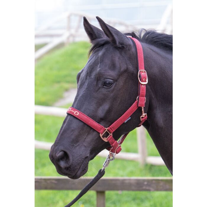 Harry's Horse Halster Bit Bordeaux